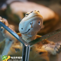 健康乌龟-2017活体北美小鳄龟苗 水龟宠物乌龟