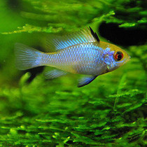 宝蓝凤凰鱼,荷兰凤凰观赏鱼,红肚凤凰鱼,凤凰鱼