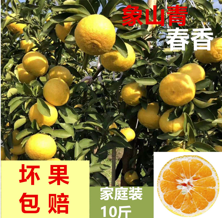 象山青柑橘 日本春香柑橘春桔水果新鲜蜜桔水果高档桔柚10斤装