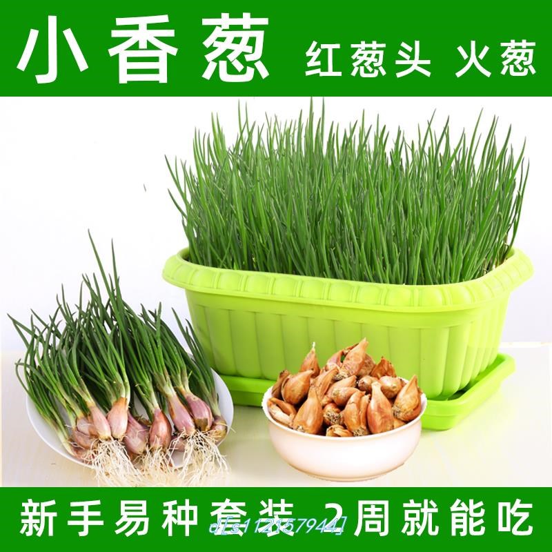 无土种菜神器水生发芽植物葱种 阳台种菜蔬菜苗塑料槽 种植盆栽