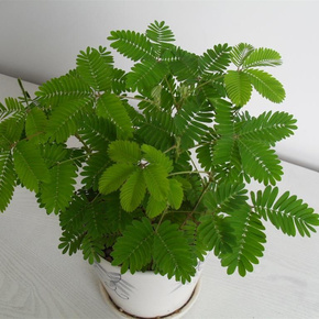 害羞草种子四季种室内阳台盆栽植物花种子 含羞草种子 观叶花籽