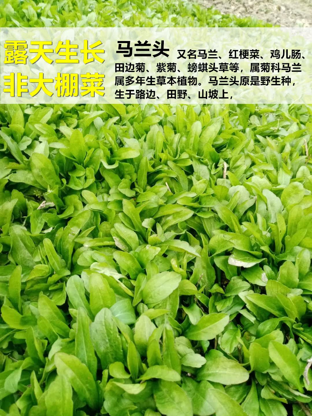 新鲜马兰头野生现摘现发野菜农家蔬菜泥鳅串田边菊红梗菜