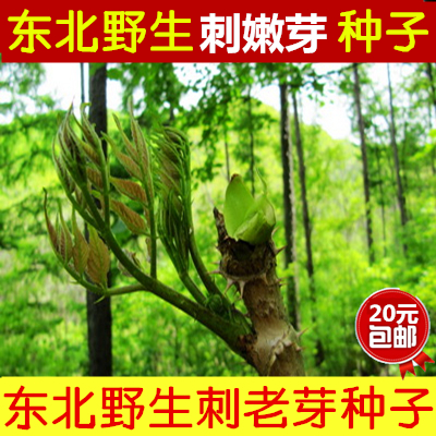 东北野生刺老芽种子刺嫩芽鸭树苗刺苞菜山野菜籽红c芽刺龙芽2包邮