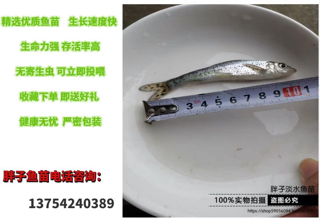 花骨鱼苗花菇鱼季郎鱼鸡骨郎卢季鱼鸡虾苗麻花鱼苗草鱼花鲢青鱼