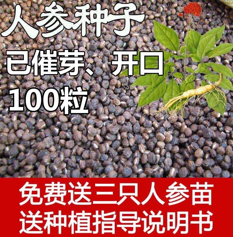 抢购正宗东北长白山人参种子开裂炸口催芽种籽100粒盆栽发芽长苗