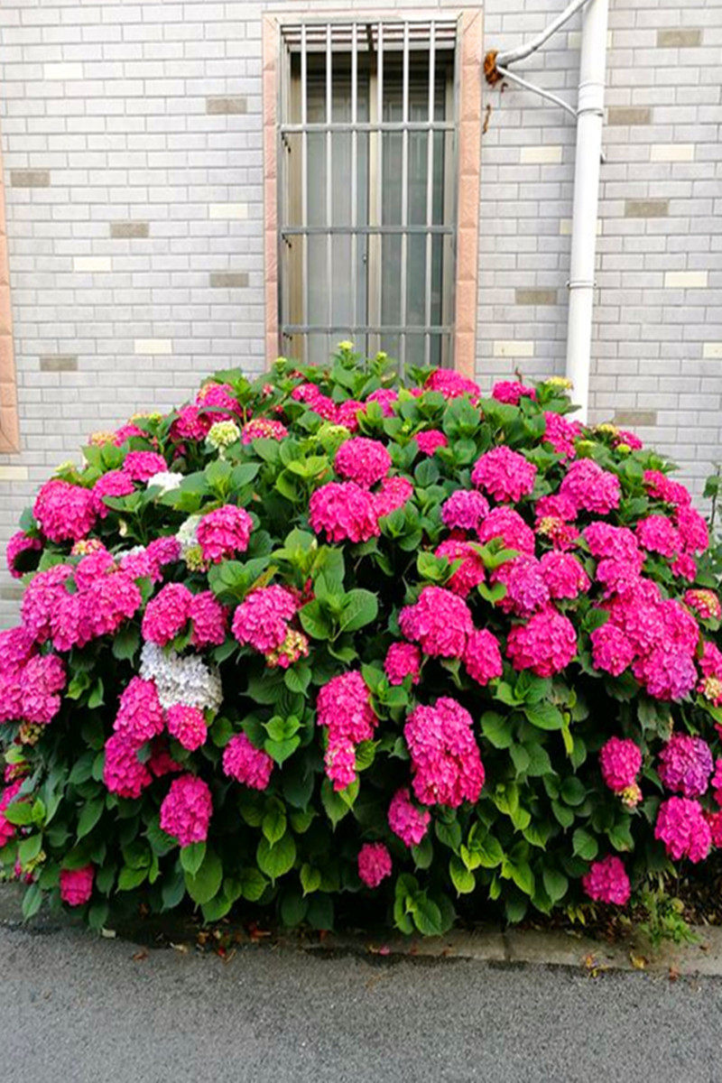 绣球花苗耐寒10年老桩当年开花无尽夏大八仙花卉盆栽庭院植物包邮