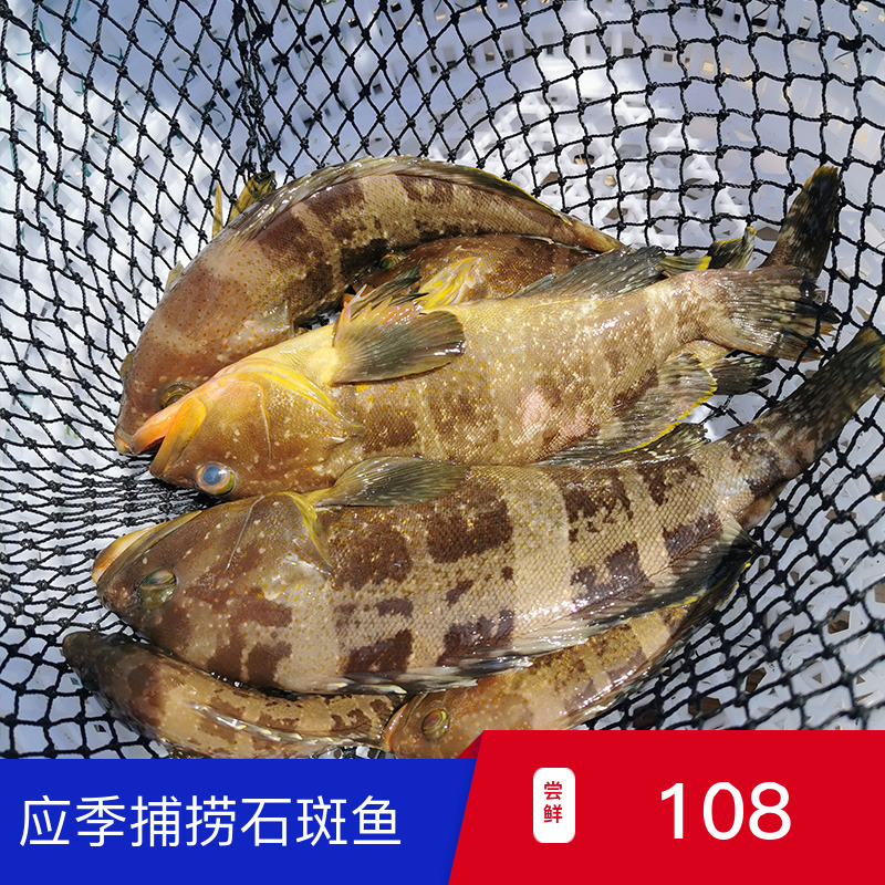 野生石斑鱼鲜活水产海捕土石斑新鲜急冻小石斑鱼船冻老虎斑东星斑