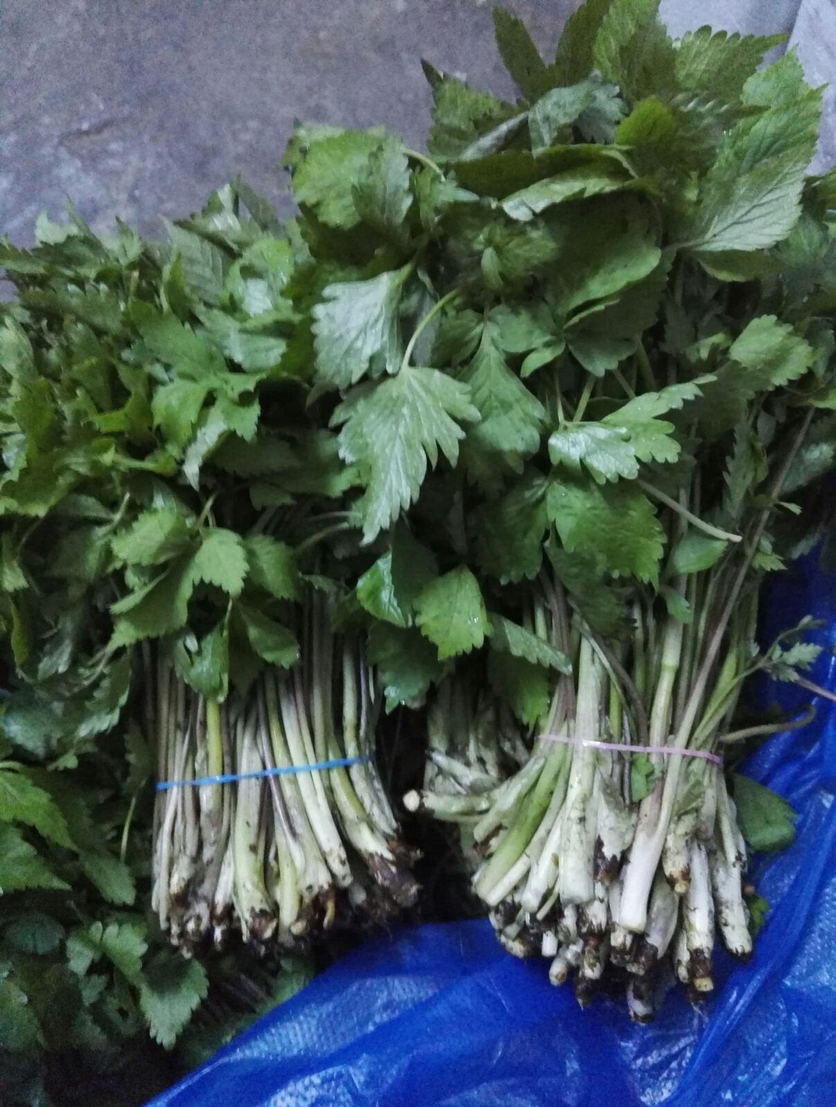 东北山芹菜种植|东北山芹菜做法|东北山芹菜食谱|功效