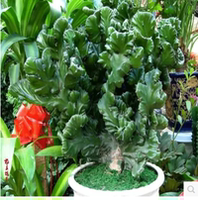 金麒麟盆栽 玉麒麟盆栽 镇宅辟邪绿植花卉 彩春