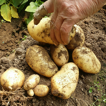 新鲜黄心土豆农家种植马铃薯面丑土豆山药蛋宝宝辅食500g满额包邮