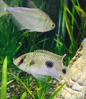 不吃鱼-草缸鱼活体不吃虾群游熊猫鳅 黑白爬岩