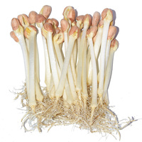 新鲜花生芽-摘嫩脆优质无土栽培花生芽新鲜蔬