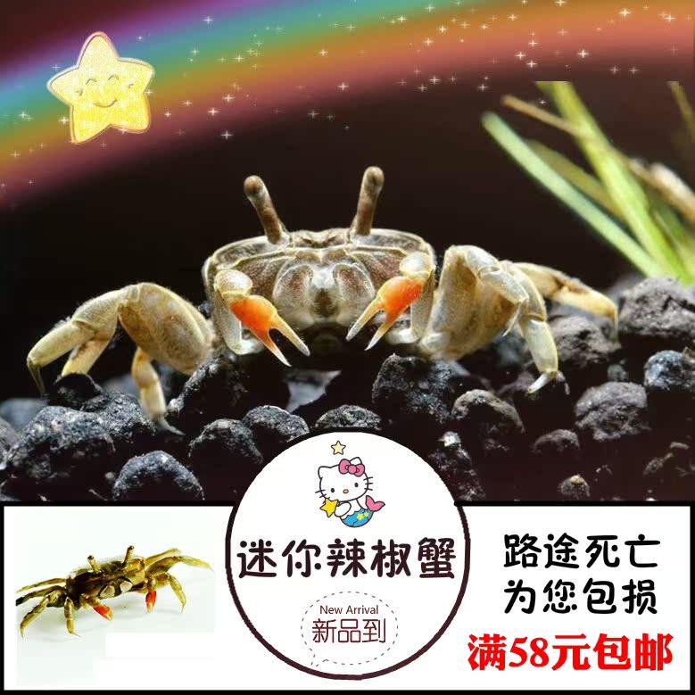 迷你辣椒蟹观赏蟹深水蟹草缸吃涡虫除藻淡水宠物活体螃蟹满58包邮