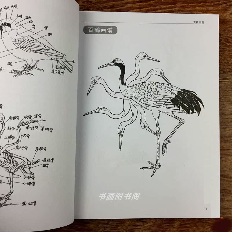 飞禽走兽白描入门底稿 工笔画动物图案国画木雕素材线描画谱书