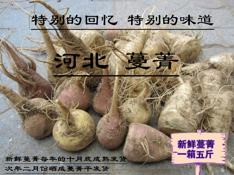 新鲜蔓菁 河北特产 疙瘩 芜菁 蛮茎大头菜蔓菁干小米搭档5斤包邮