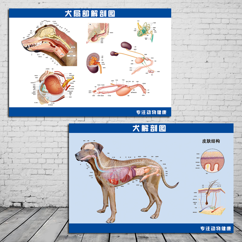 犬解剖图墙贴宠物店兽医动物医院狗解剖图挂画动物解剖海报装饰画