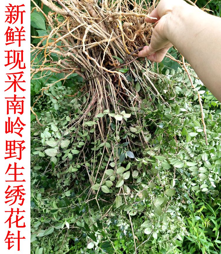 瑶家妹崽现采新鲜野生绣花针根干苗伏牛花小叶虎刺中药材