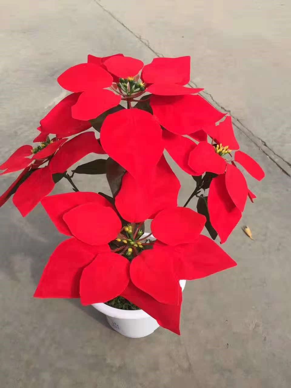 新品圣诞红盆栽室内客厅阳台庭院摆放花卉绿植一品红仿真植物四季