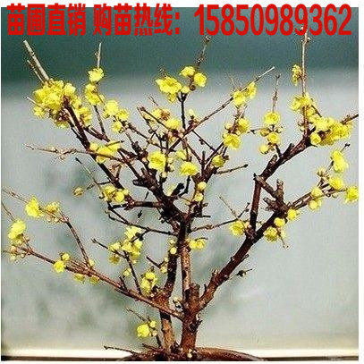 嫁接腊梅树苗盆栽庭院腊梅盆景树桩磬口 梅虎蹄 梅金钟梅狗牙梅苗