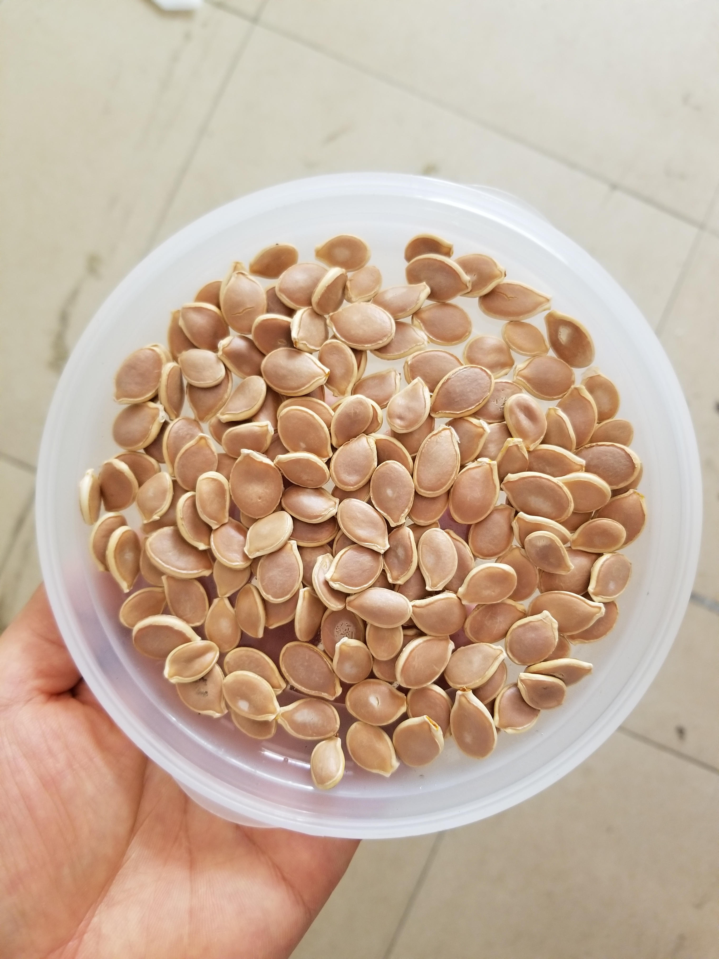 日本贝贝南瓜种子粉面板栗味小南瓜单果约300-500克重(12粒装)