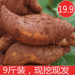 云南天山雪莲果现挖9斤包邮 农家特产红泥沙清甜孕妇水果新鲜当季水果
