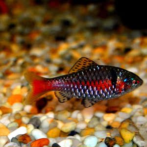 钻石灯鱼真的好吗 哪里买便宜价格