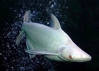 白化鲨-热带观赏鱼 白化蓝鲨鱼 白化虎头鲨 活