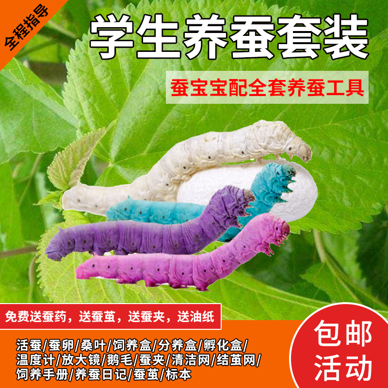 蚕宝宝活体套装学生养蚕新鲜桑叶七彩金丝蚕宝宝蚕卵蛋籽子蚕标本