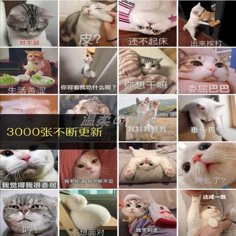 可爱搞笑吸猫表情包猫咪表情聊天斗图朋友圈配图静动态图片3000个