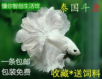 进口观赏鱼热带鱼-灵性罗汉鱼活体 亚成 热带鱼