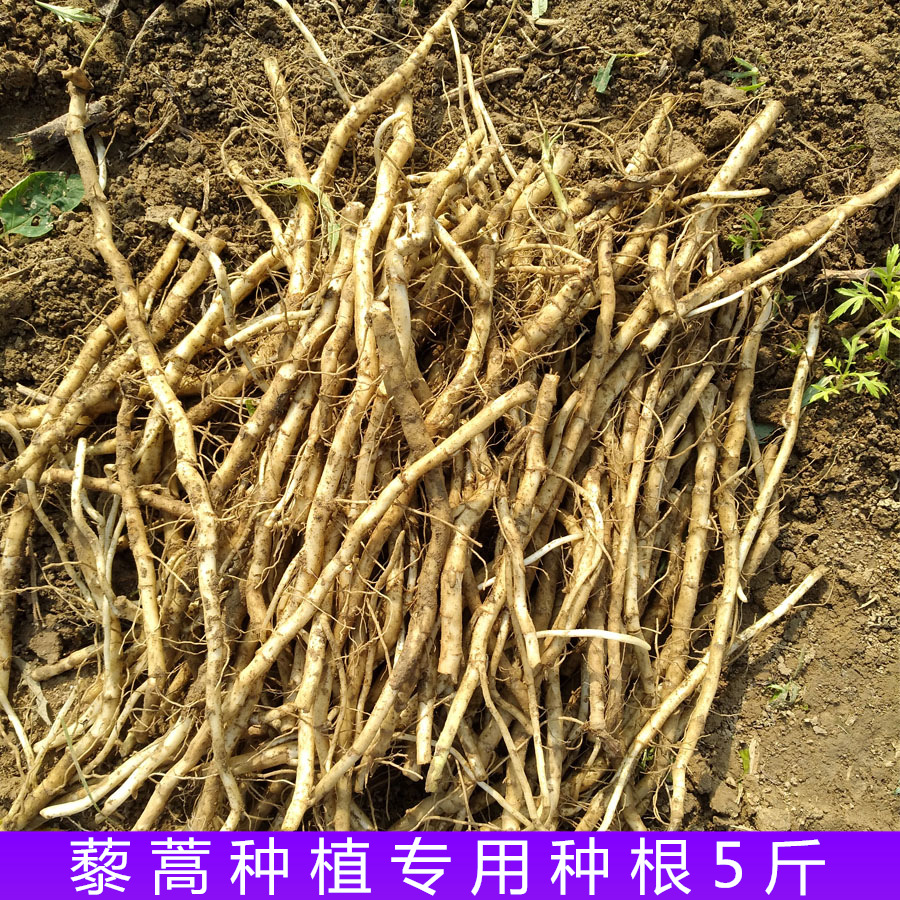 藜蒿根种苗芦蒿根种根柳蒿种子泥蒿根水蒿根蓠蒌蒿根老根种籽5斤