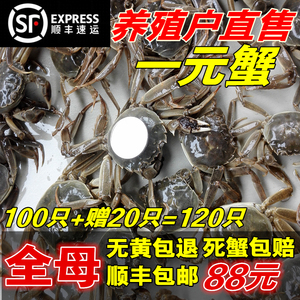 鲜活全母小螃蟹大闸蟹一元蟹毛蟹网红美食香辣蟹醉酱蟹原材料包邮香辣蟹