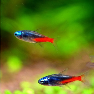 钻石灯鱼真的好吗 哪里买便宜价格