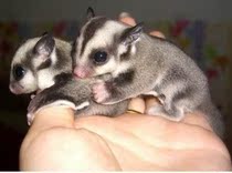 hefei different pet ge sugar glider, squirrel