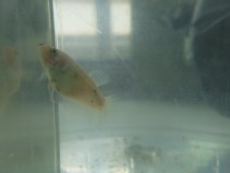 【斗鱼母鱼抱卵】_斗鱼母鱼抱卵推荐_品牌_价