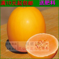 黄金瓜种子 金赖瓜种子 赖 癞葡萄种子 小赖瓜