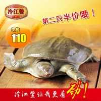 鱼活体-鱼龙鱼冷水观赏鱼苗淡水旁皮鱼鳑鲏鱼