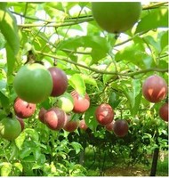 满天星百香果苗-果苗西番莲苗 紫香一号巨无霸