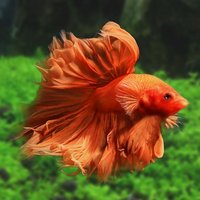 泰国进口斗鱼活体狮王马尾半月公母风水鱼热带