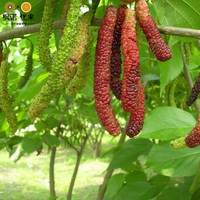 巴旦木巴坦木果树苗 南北方庭院四级盆栽地栽