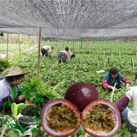 百香果院-果 庭院 阳台 盆栽种植百香果阳台庭