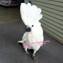 【葵花鹦鹉】_葵花鹦鹉推荐_品牌_价格_第1页