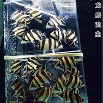 【印尼虎鱼】_印尼虎鱼推荐_品牌_价格_第1页