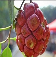 黑老虎苗南方北方种植-栽 黑老虎南方北方种植