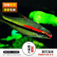 小型热带鱼活体 长尾樱桃灯鱼 草缸淡水新手宠