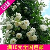 10年爬墙蔷薇苗 蔷薇白玉堂 花色鲜艳 爬墙超快