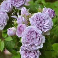 日月青空月季-种 丰花 1年地栽中苗【屋檐的春