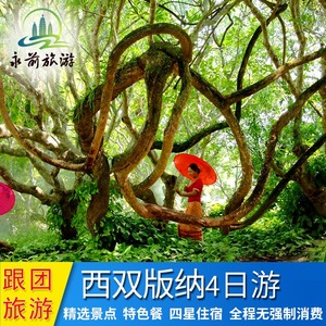 云南旅游 西双版纳4天3晚跟团游 西双版纳旅游 版纳特色美食团跟团游