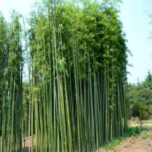 室外植物真的好吗 哪里买便宜价格