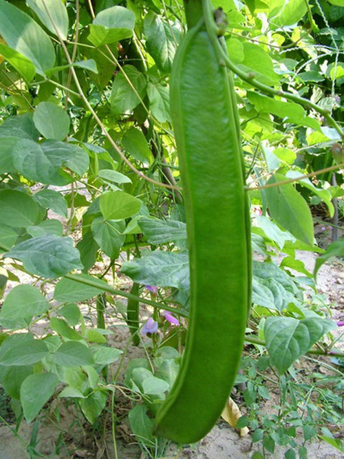 大扁豆种子 芸豆种子 大眉豆种子 大刀豆